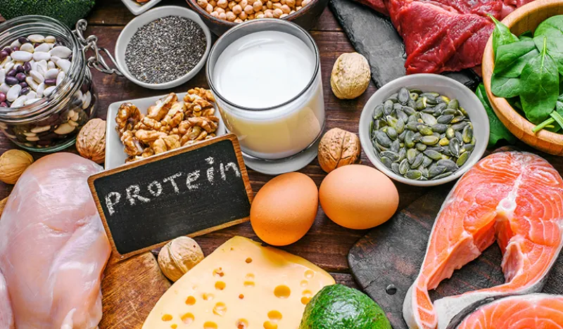 기초대사량-올려주는-단백질